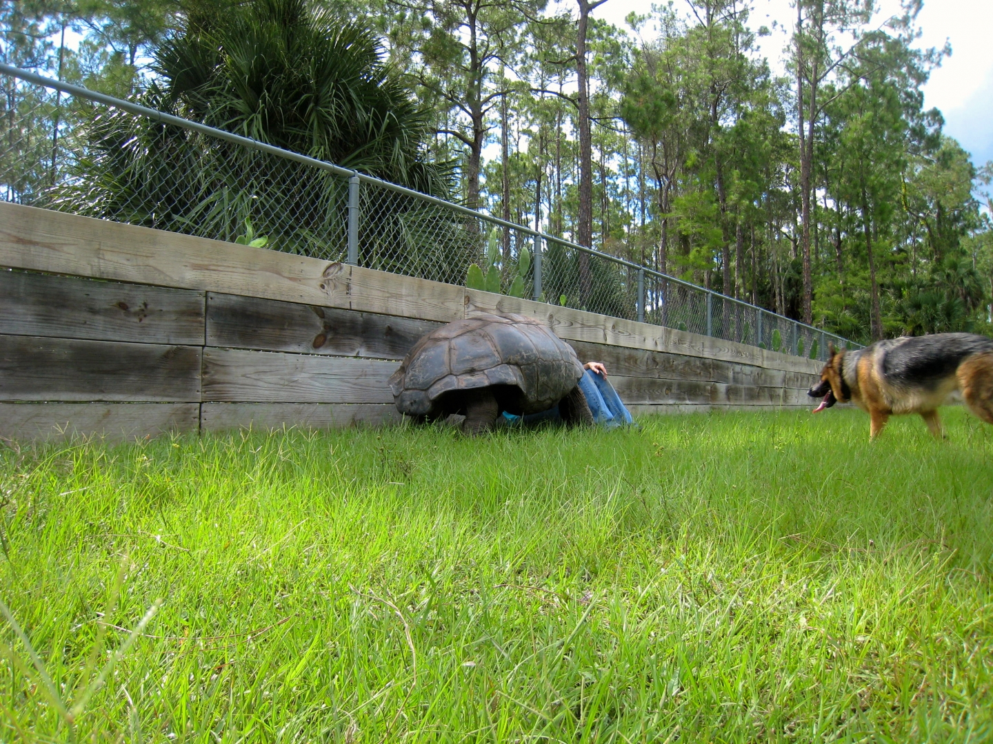 ALDABRA BREEDER