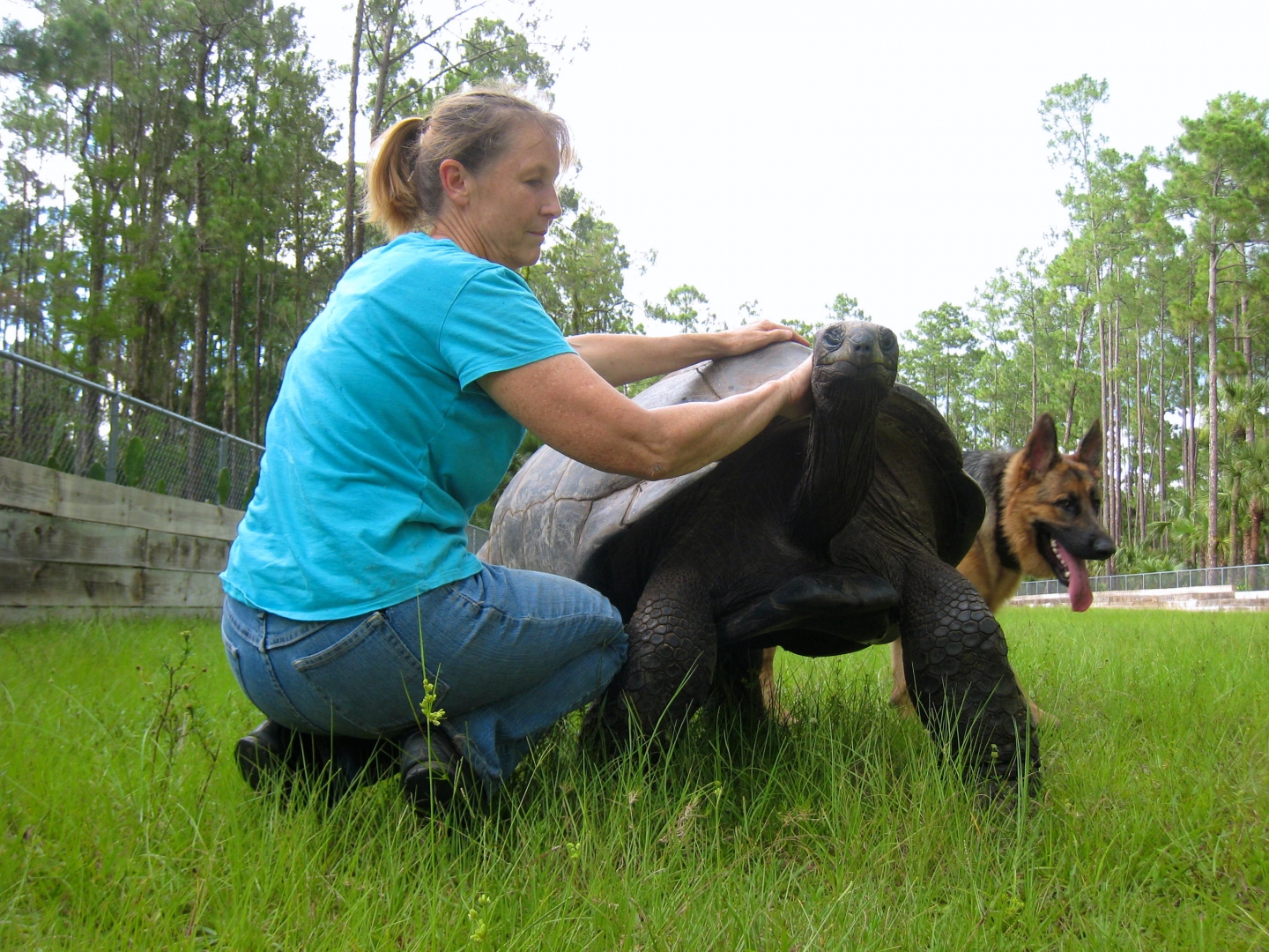ALDABRA BREEDER