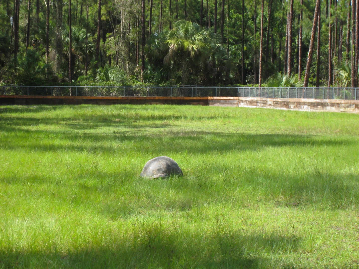 ALDABRA BREEDER