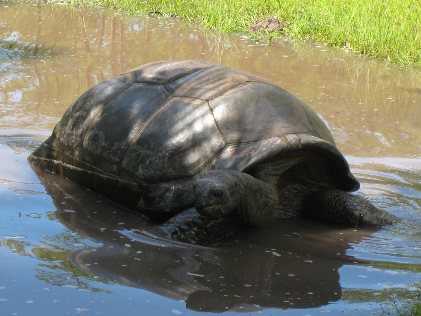 ALDABRA BREEDER