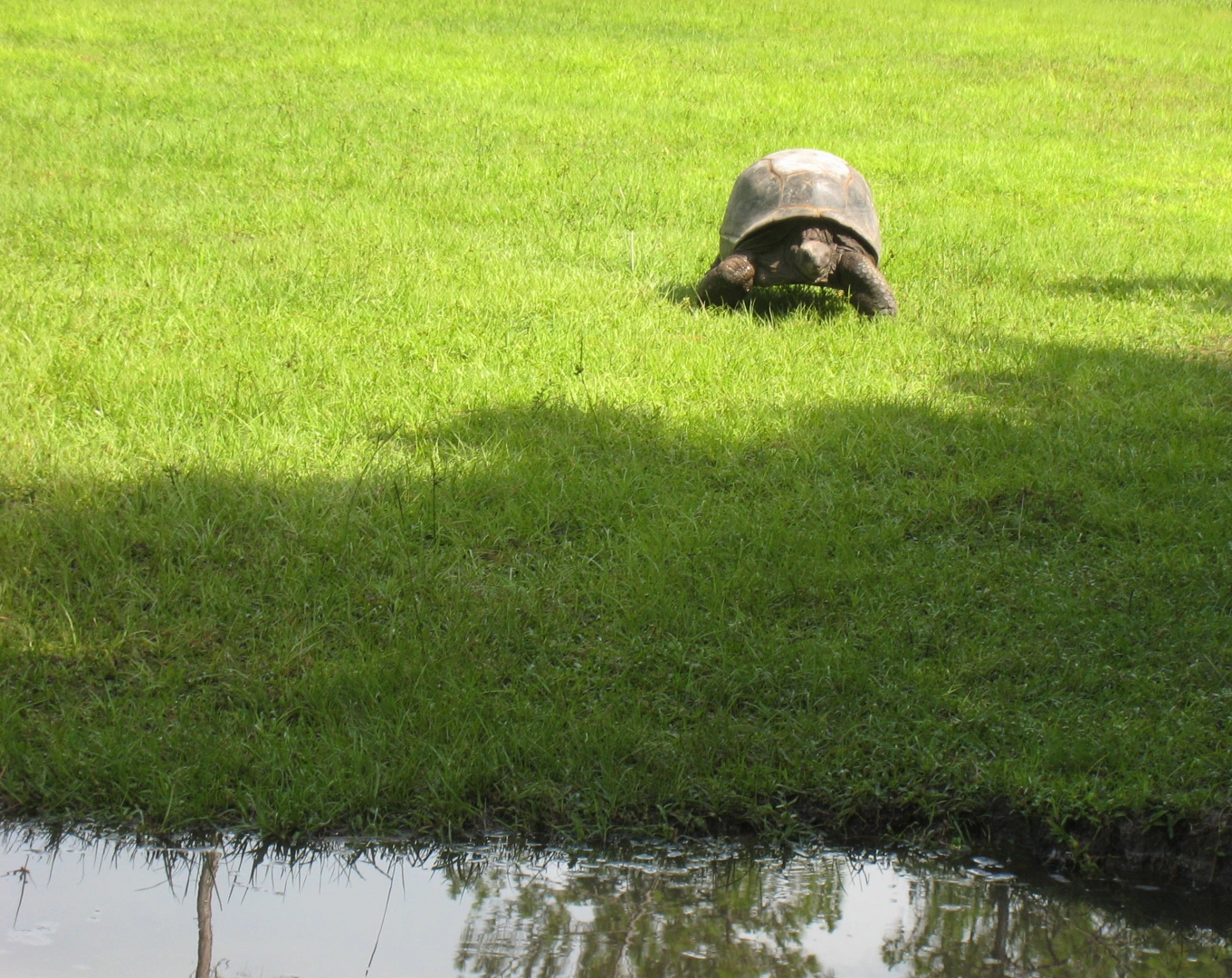 ALDABRA BREEDER