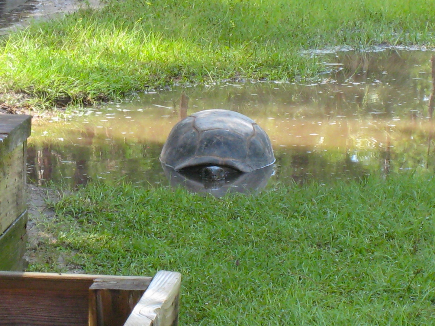 ALDABRA BREEDER