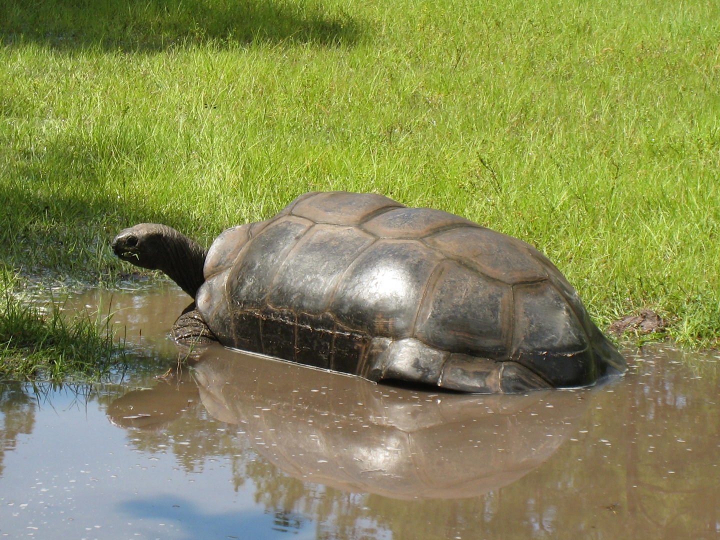 ALDABRA BREEDER
