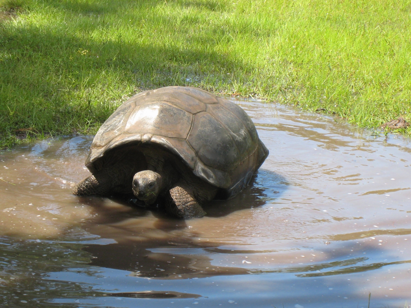 ALDABRA BREEDER