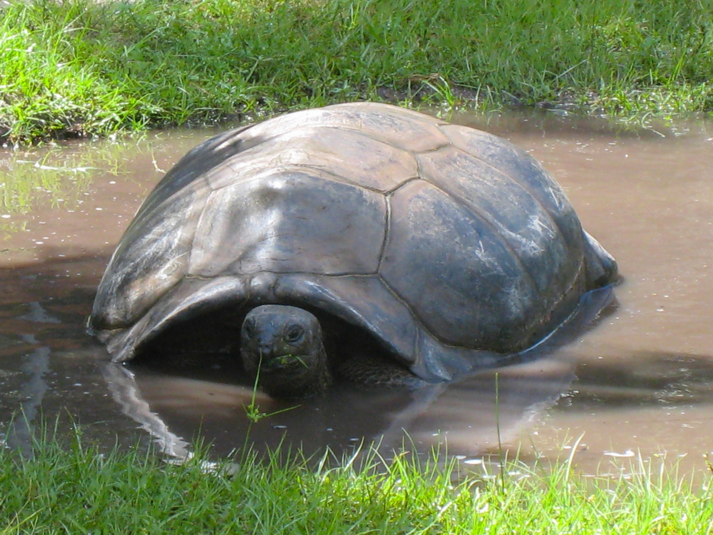 ALDABRA BREEDER