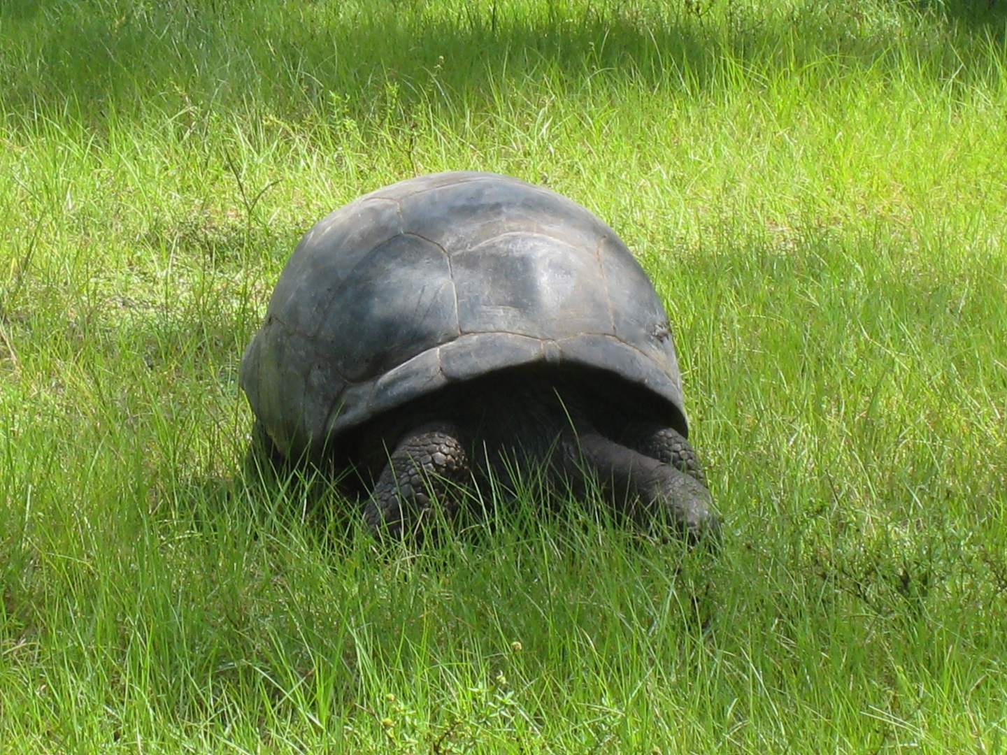 ALDABRA BREEDER
