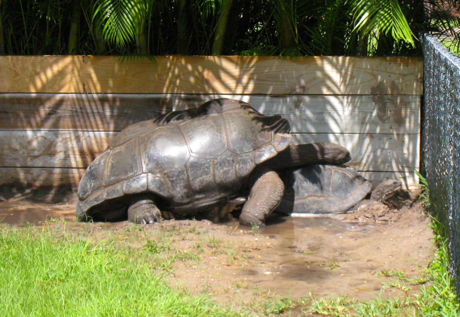 ALDABRA BREEDER