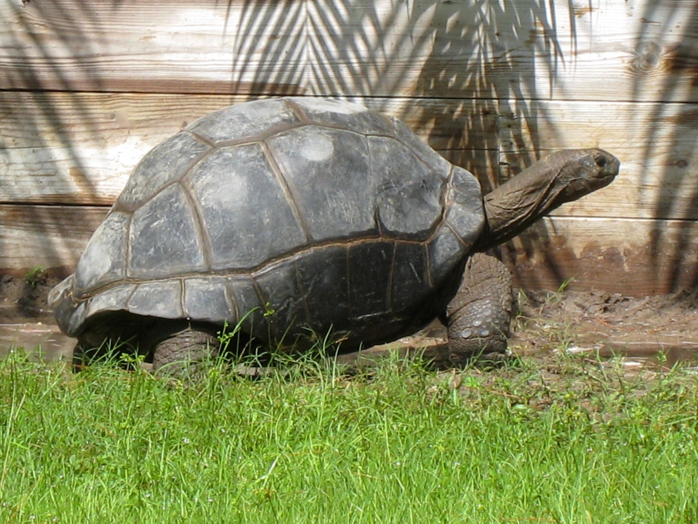 ALDABRA BREEDER