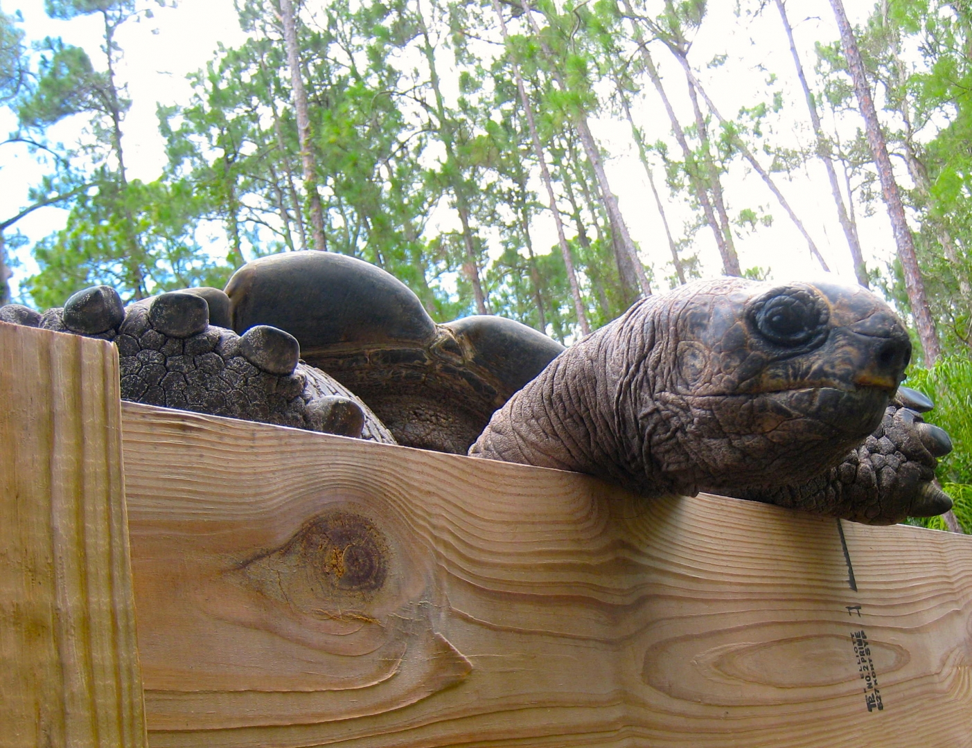 ALDABRA BREEDER