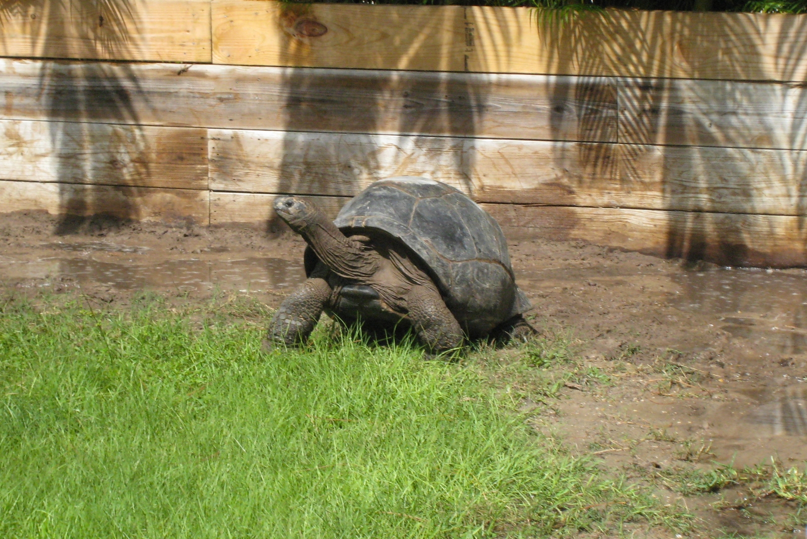 ALDABRA BREEDER