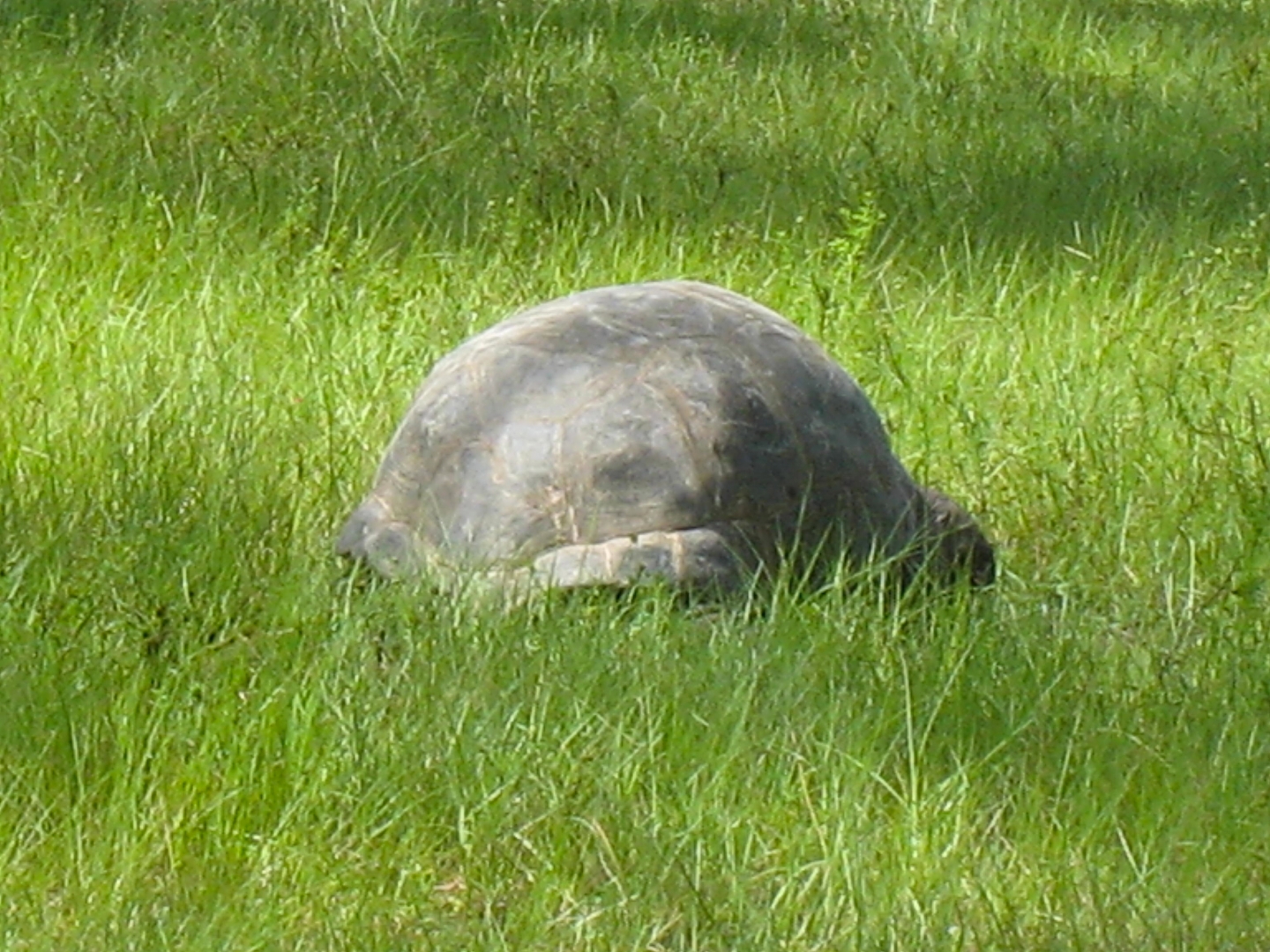 ALDABRA BREEDER