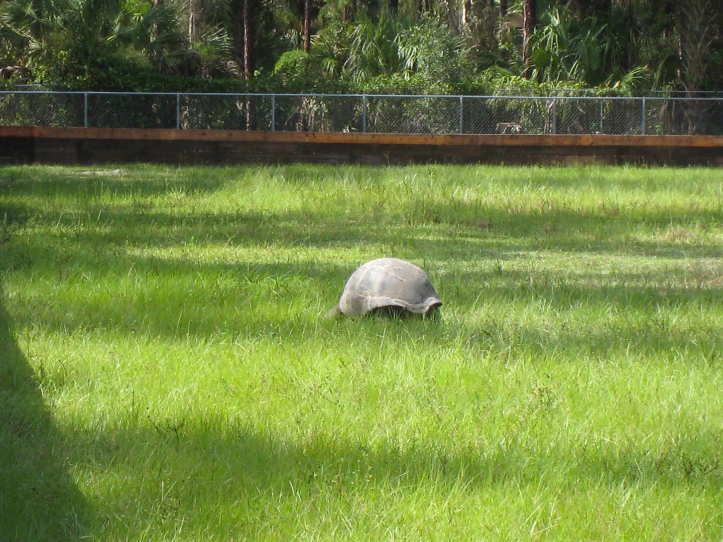 ALDABRA BREEDER