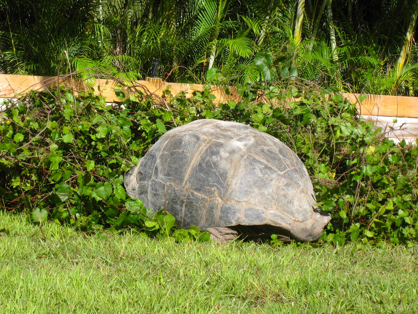 ALDABRA BREEDER