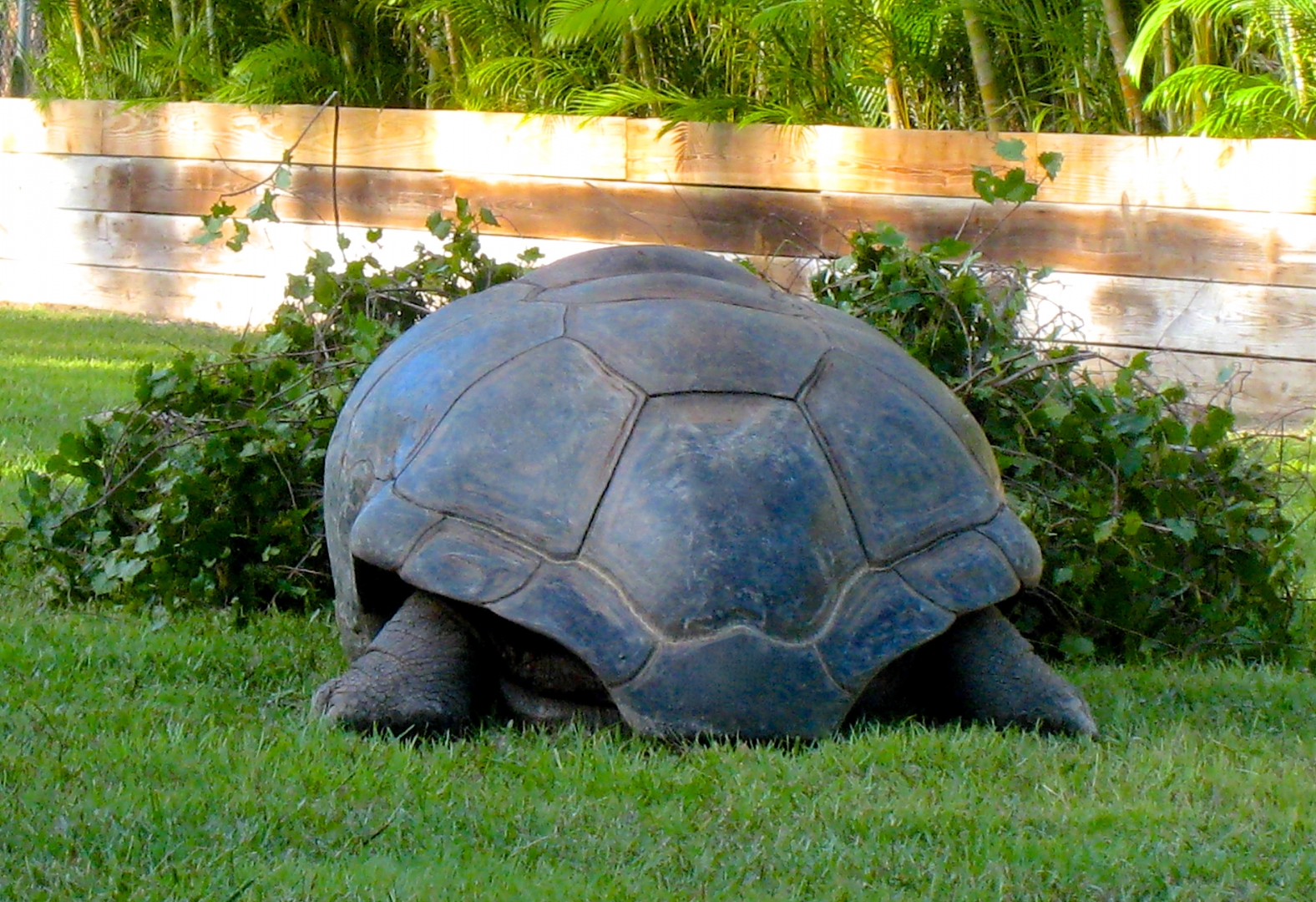 ALDABRA BREEDER
