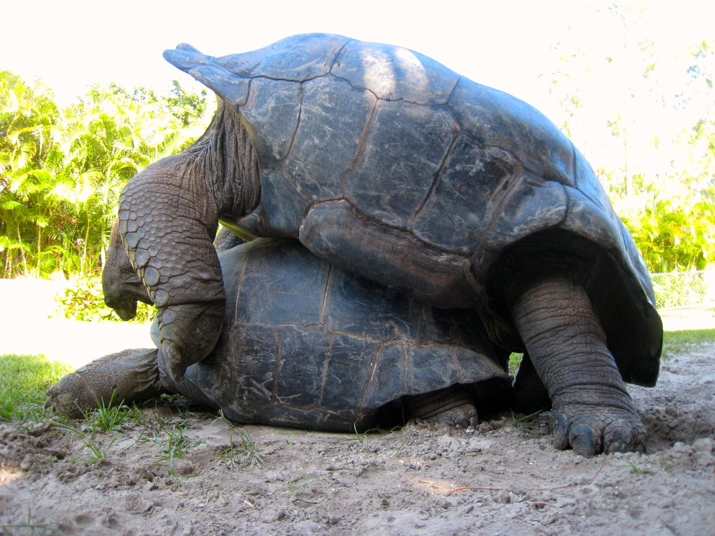 ALDABRA BREEDER