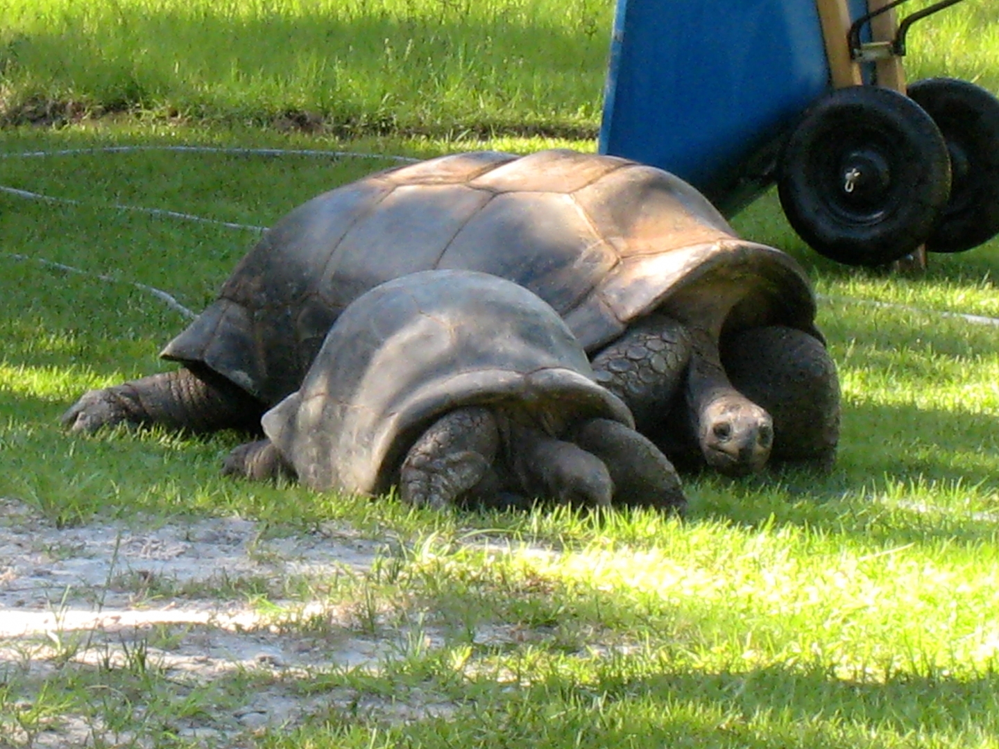 ALDABRA BREEDER