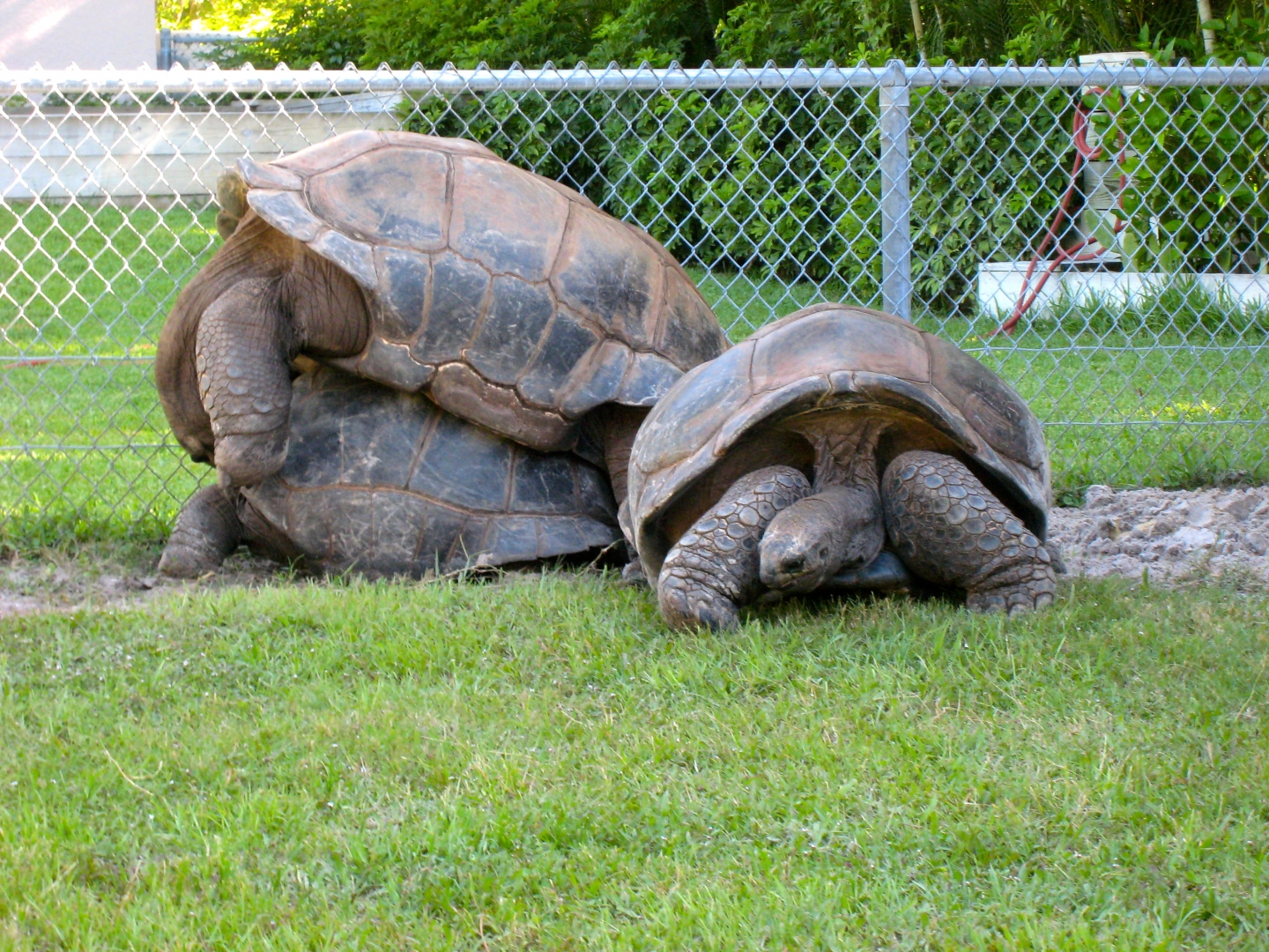 ALDABRA BREEDER