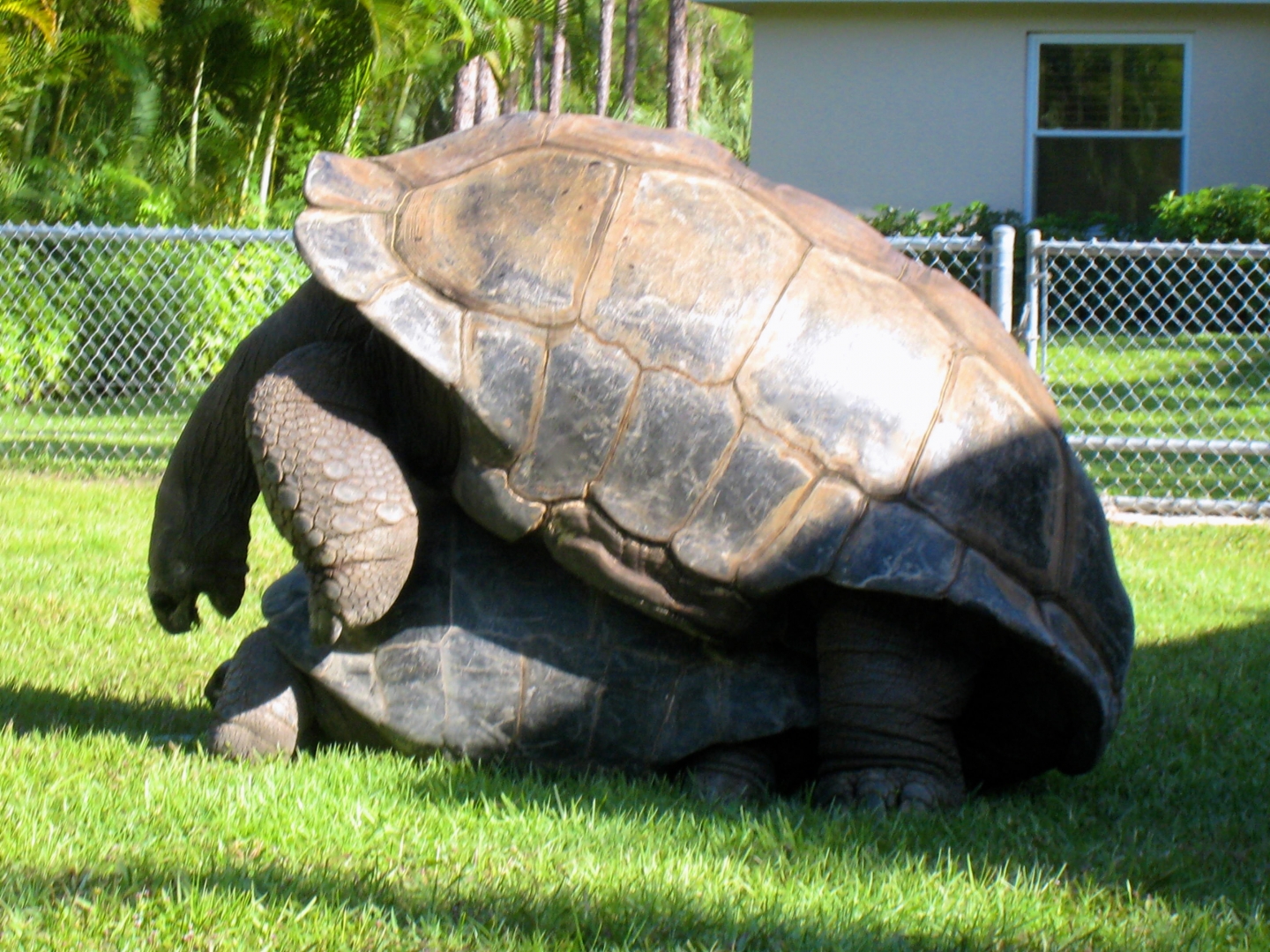 ALDABRA BREEDER