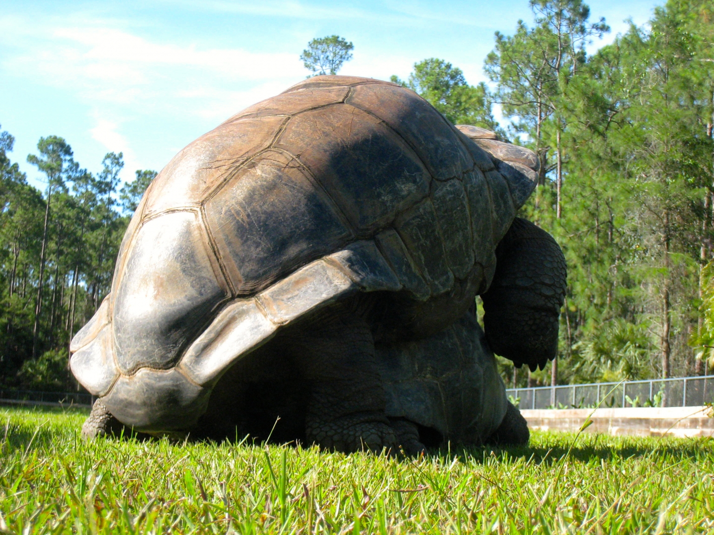 ALDABRA BREEDER