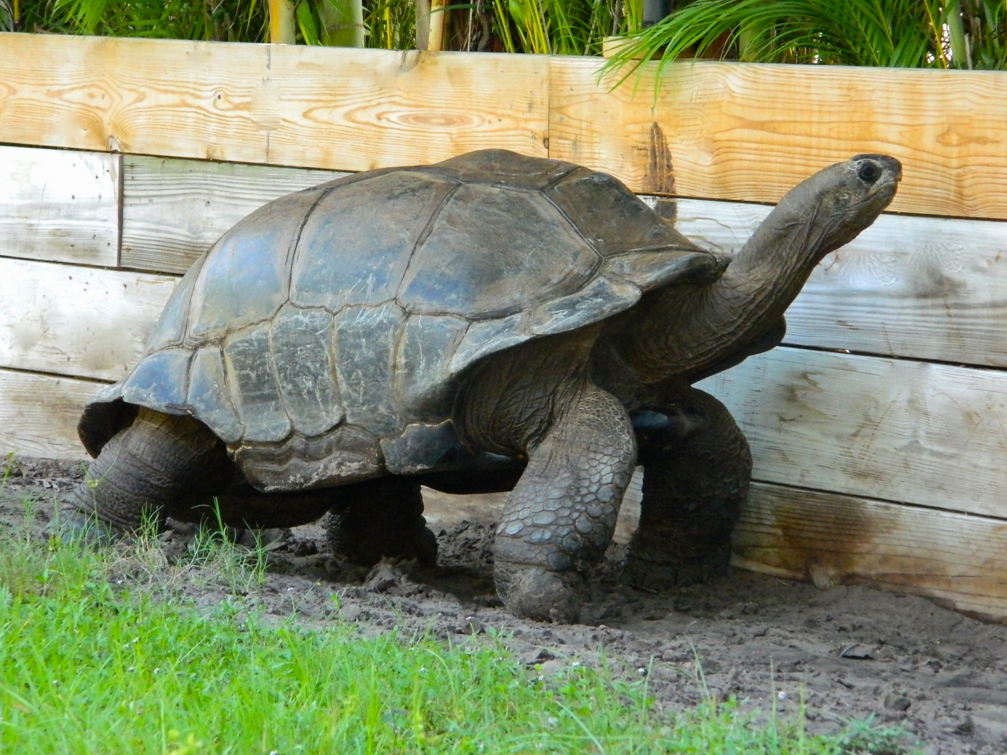 ALDABRA BREEDER