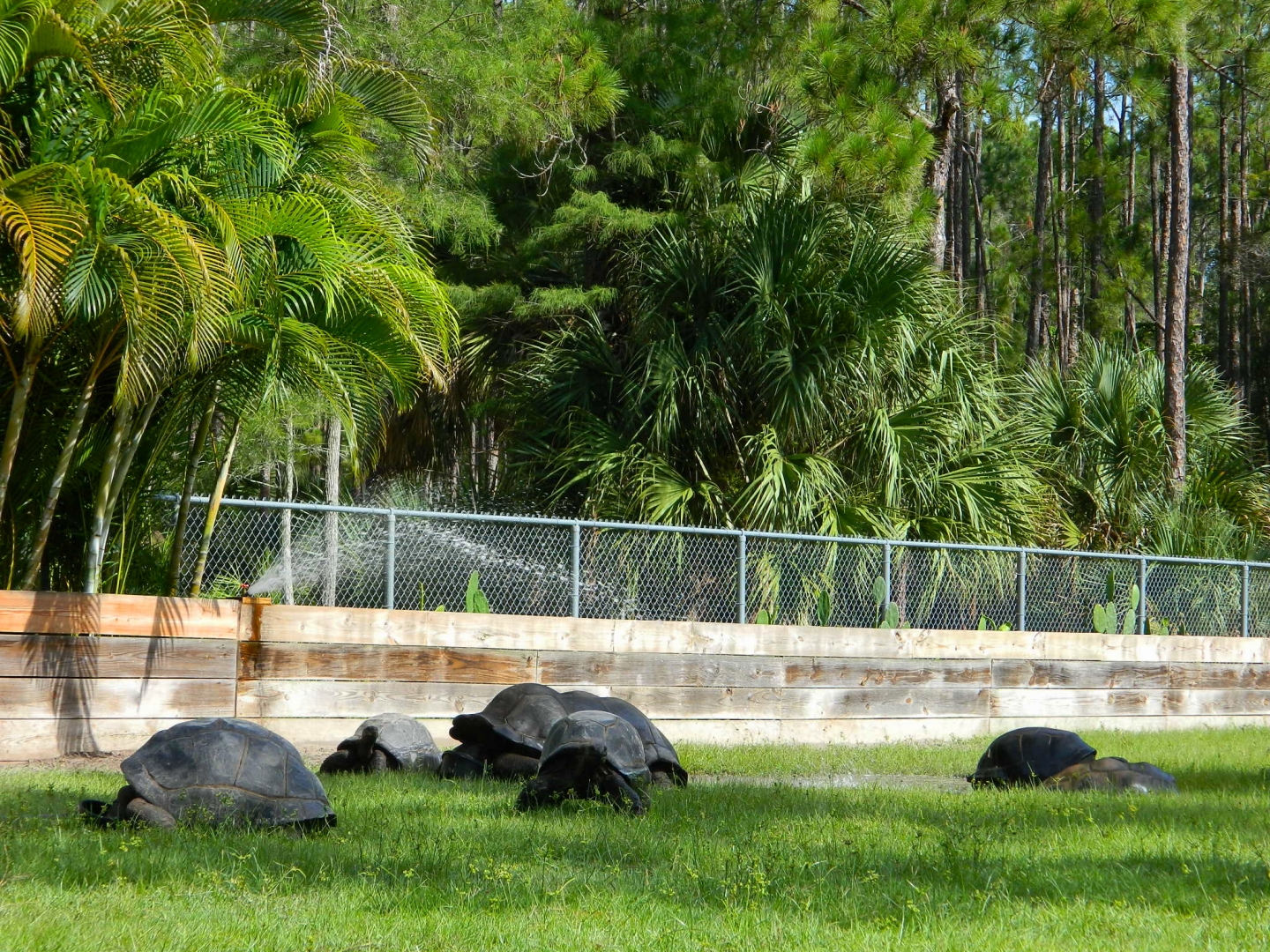 ALDABRA BREEDER