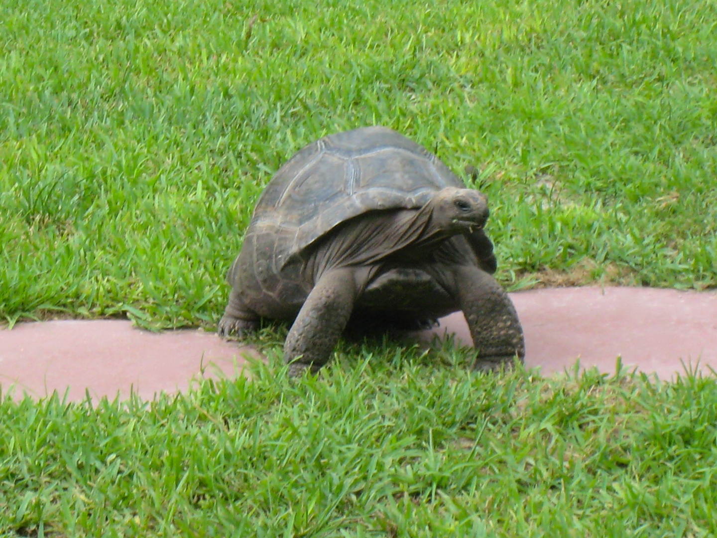 ALDABRA BREEDER