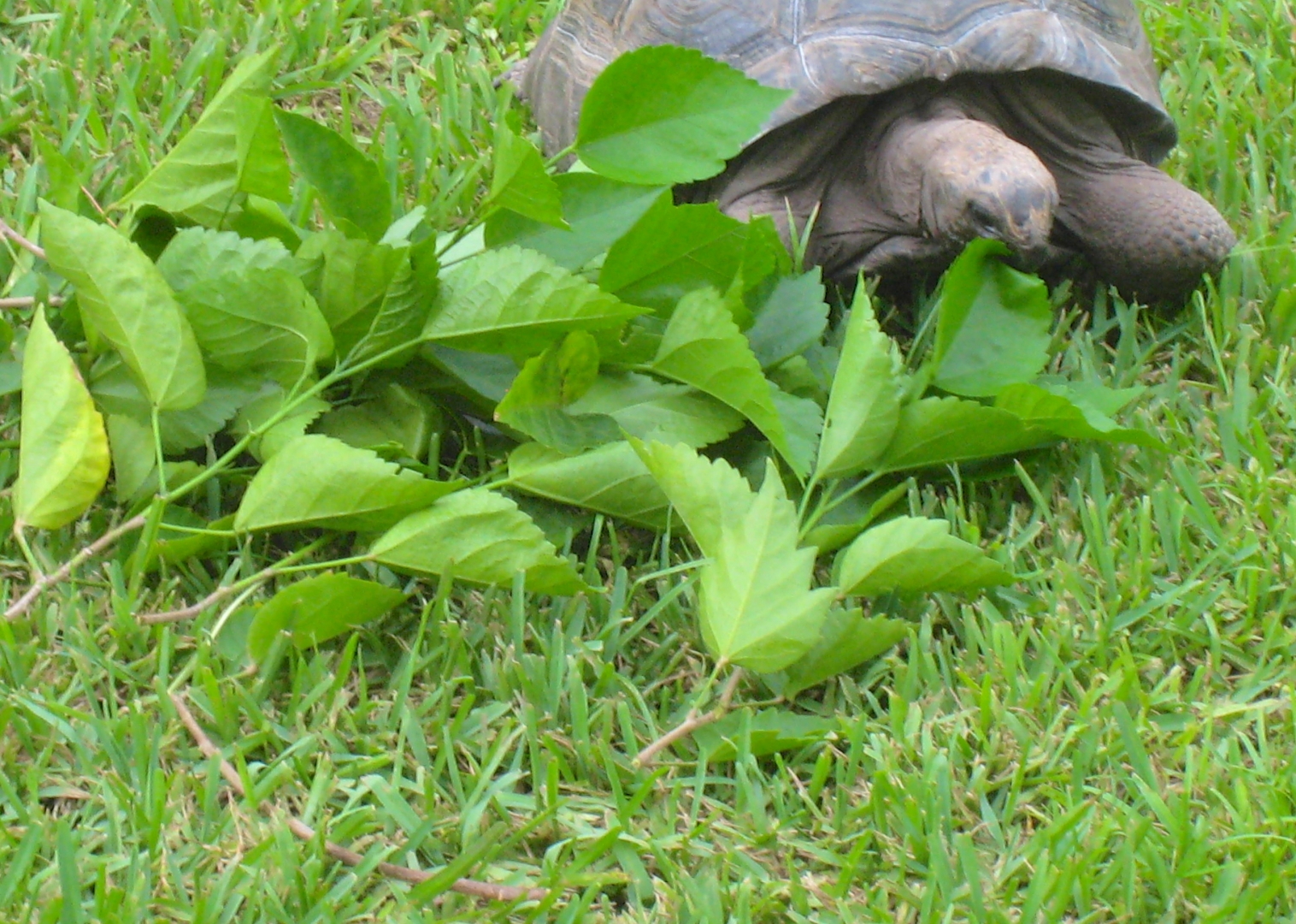 ALDABRA BREEDER