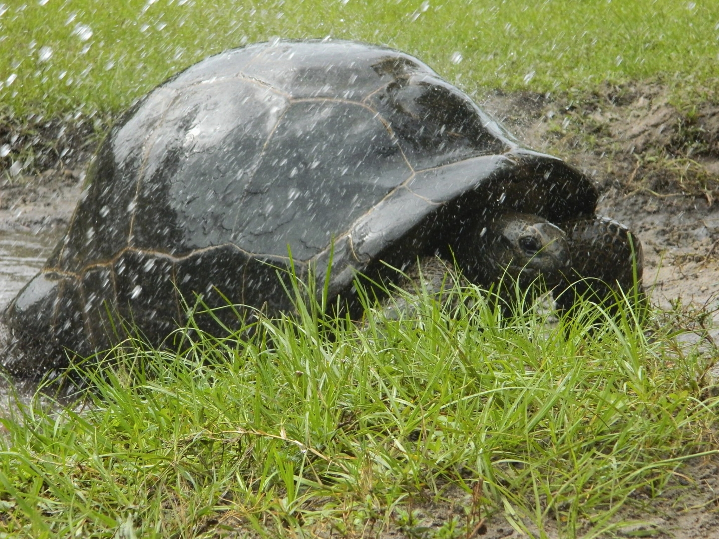 ALDABRA BREEDER