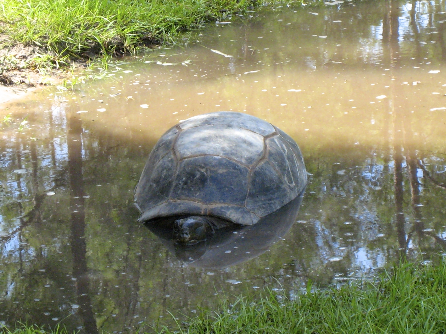 ALDABRA BREEDER