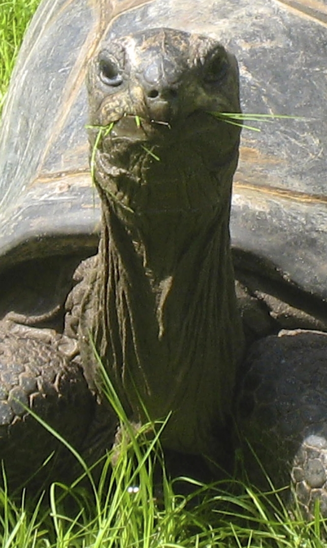ALDABRA BREEDER