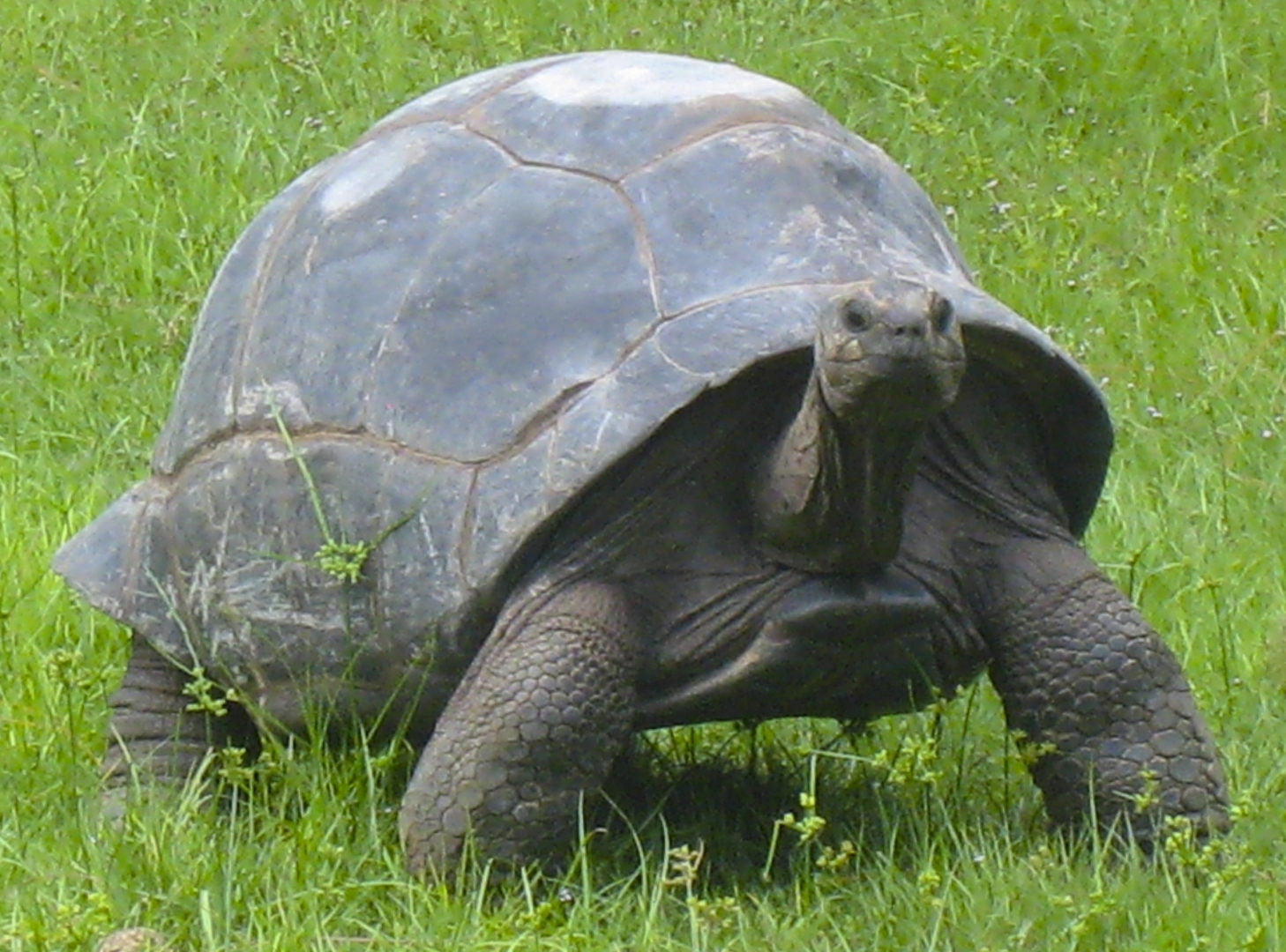 ALDABRA BREEDER