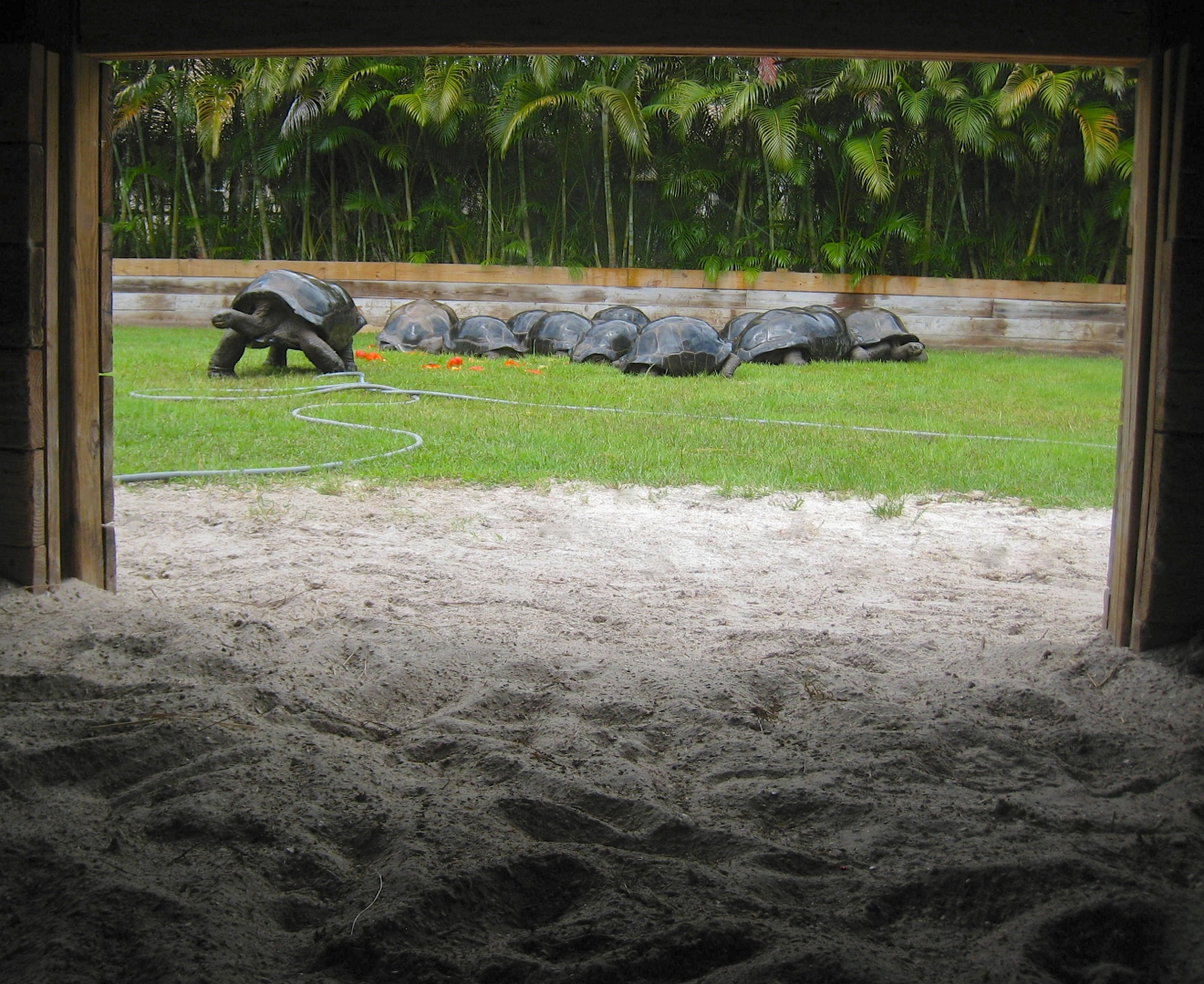 ALDABRA BREEDER