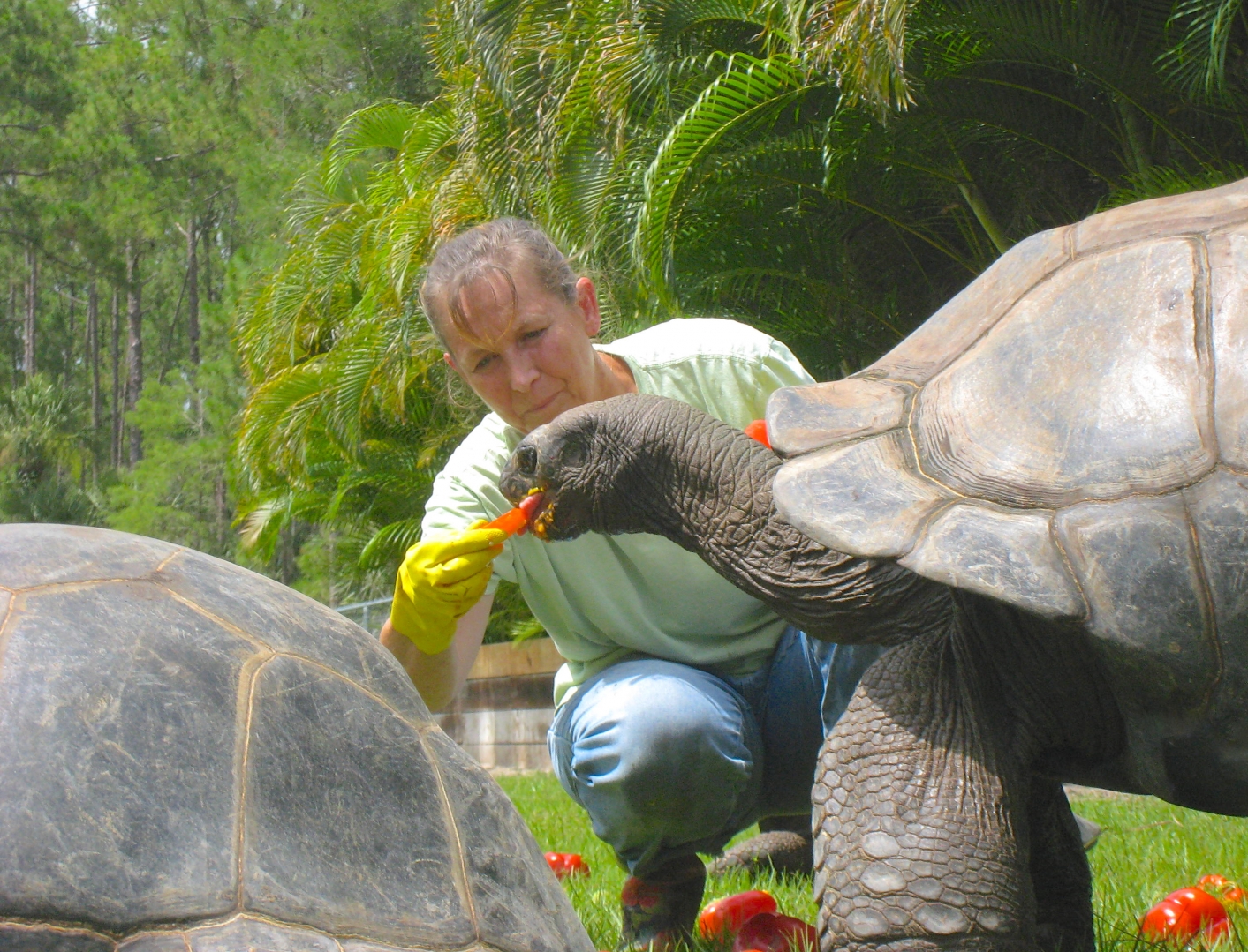 ALDABRA BREEDER