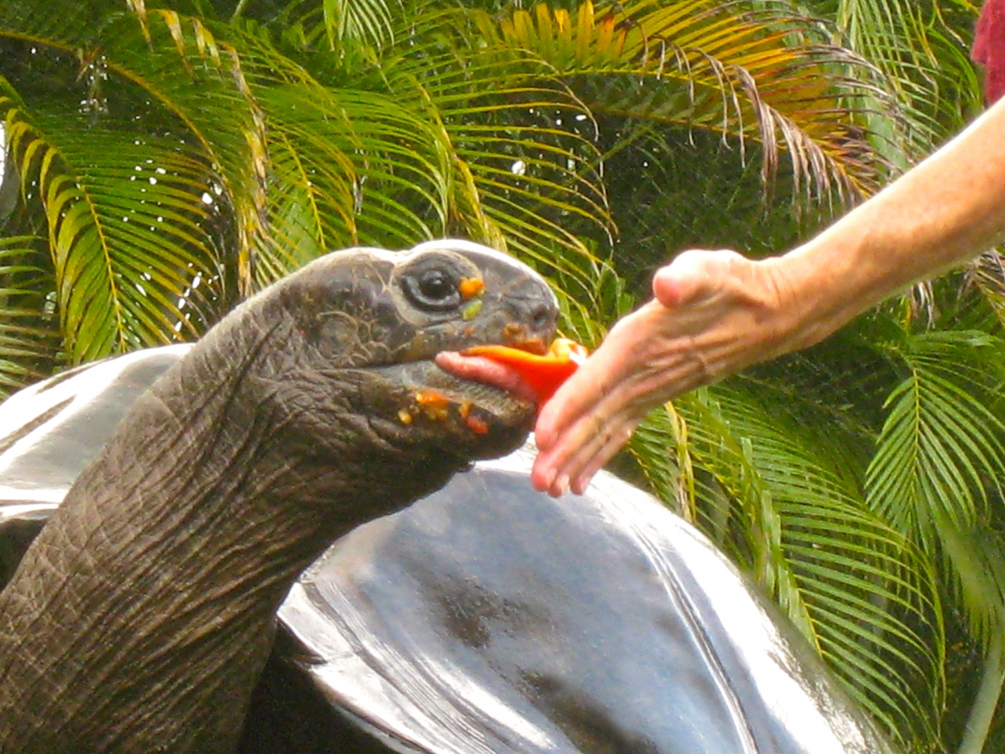 ALDABRA BREEDER
