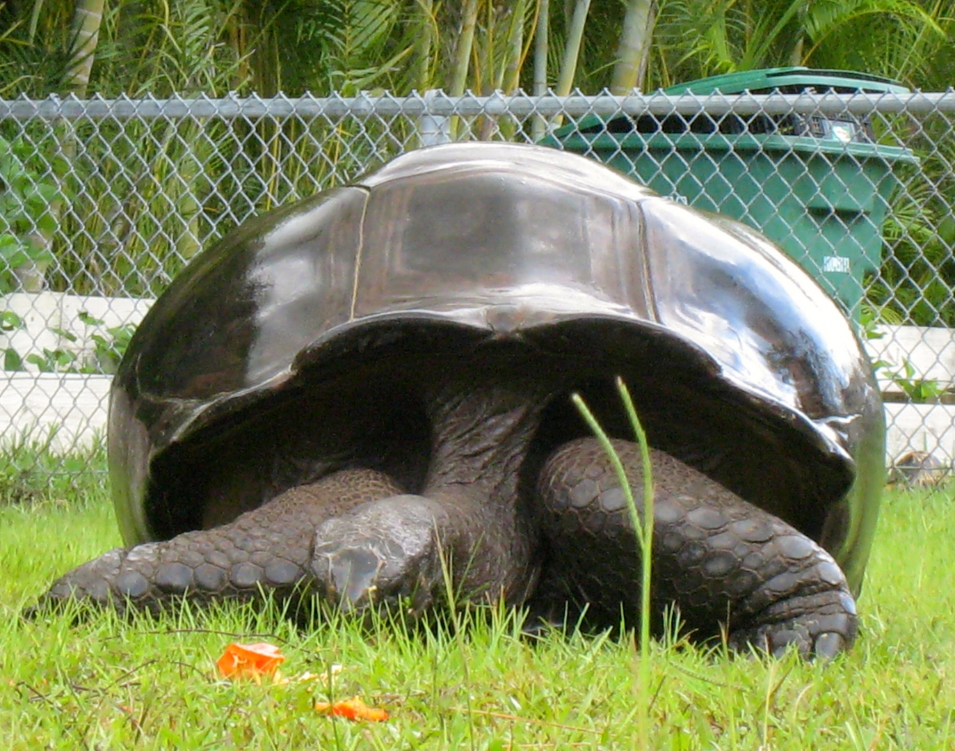 ALDABRA BREEDER