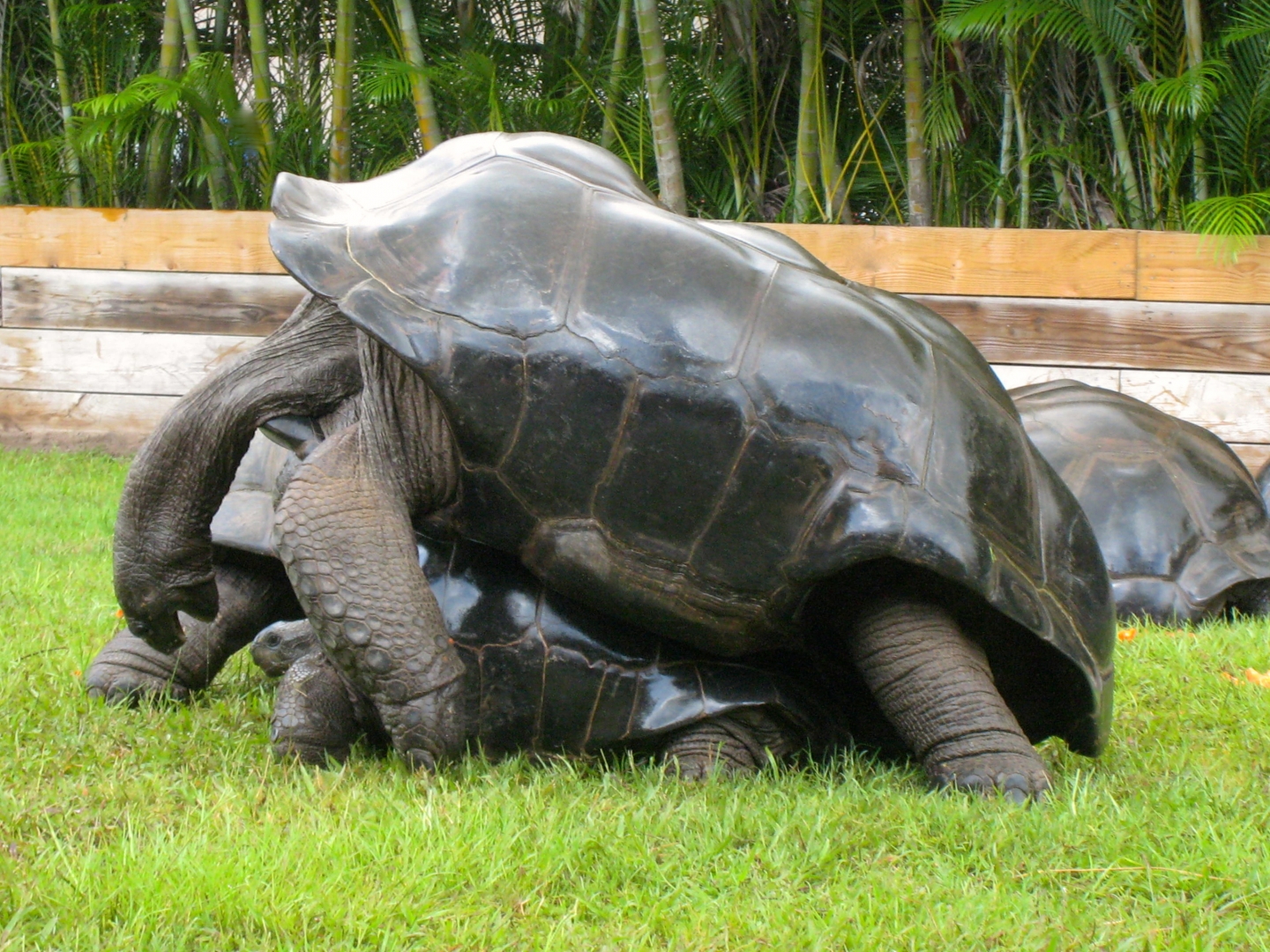 ALDABRA BREEDER