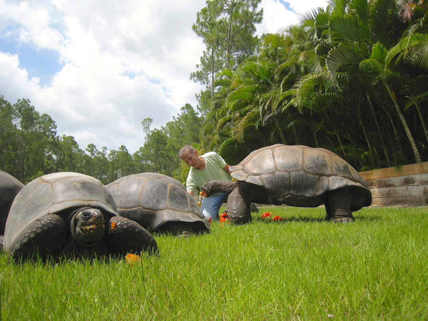 ALDABRA BREEDER