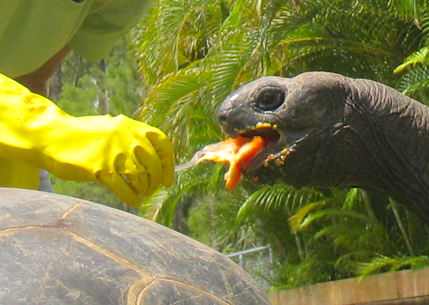 ALDABRA BREEDER