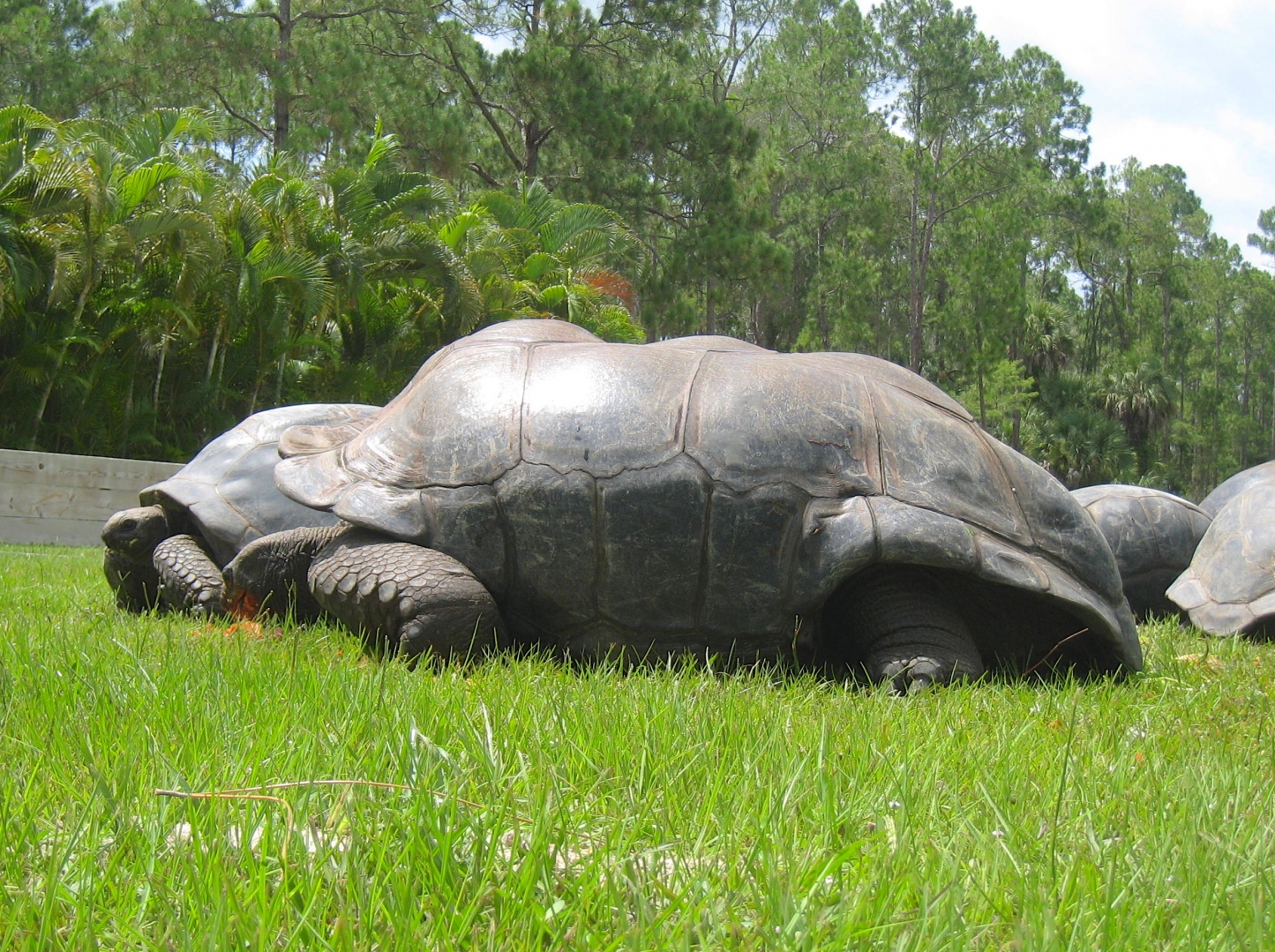 ALDABRA BREEDER