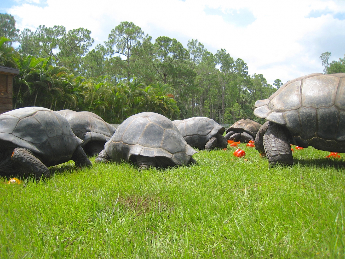 ALDABRA BREEDER