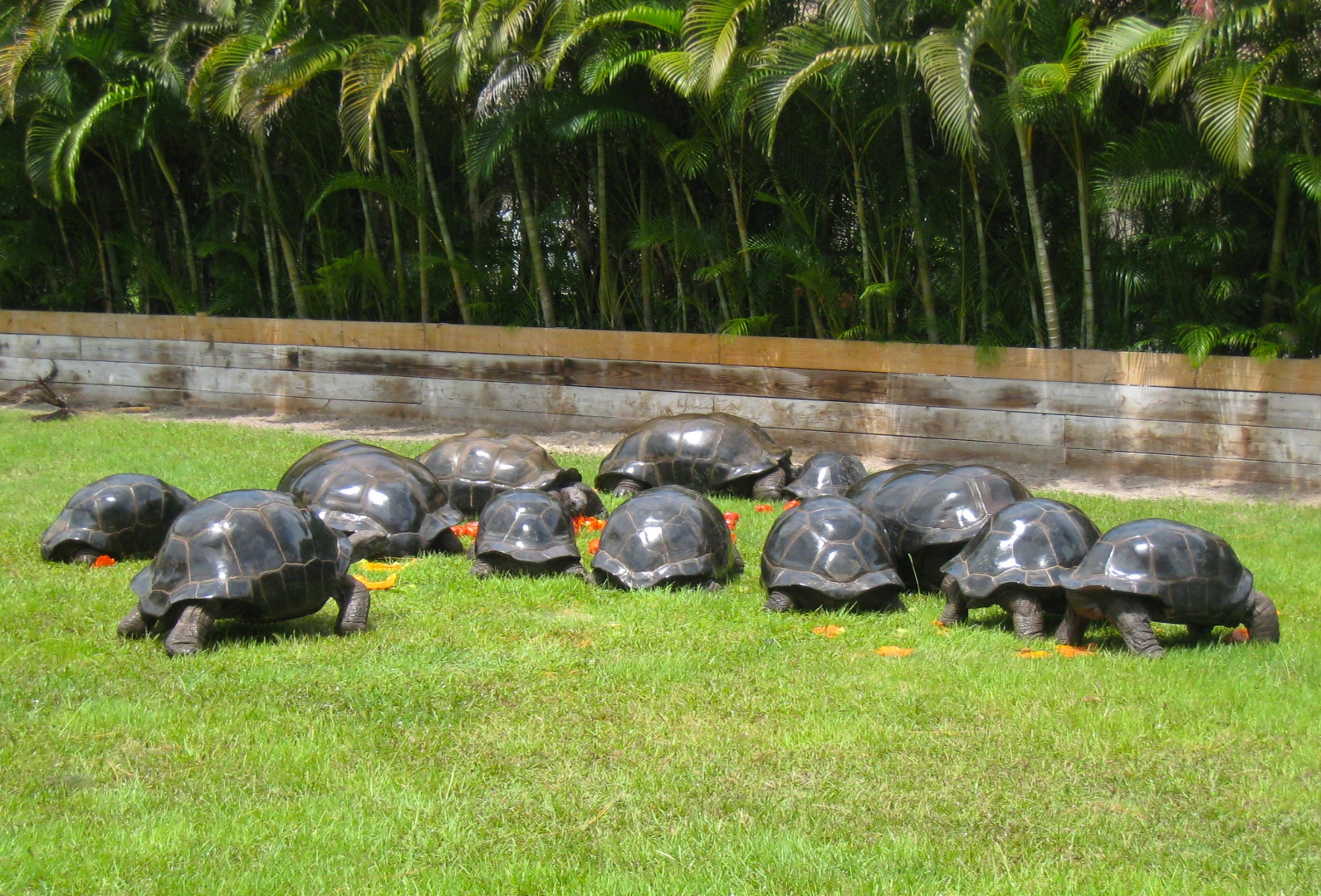 ALDABRA BREEDER