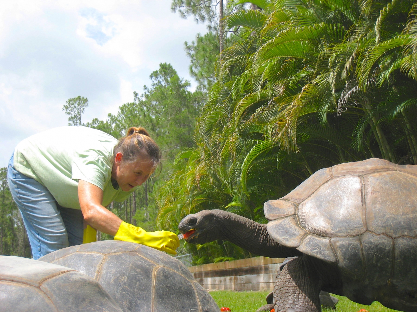 ALDABRA BREEDER