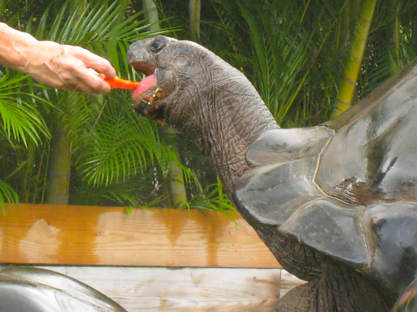 ALDABRA BREEDER