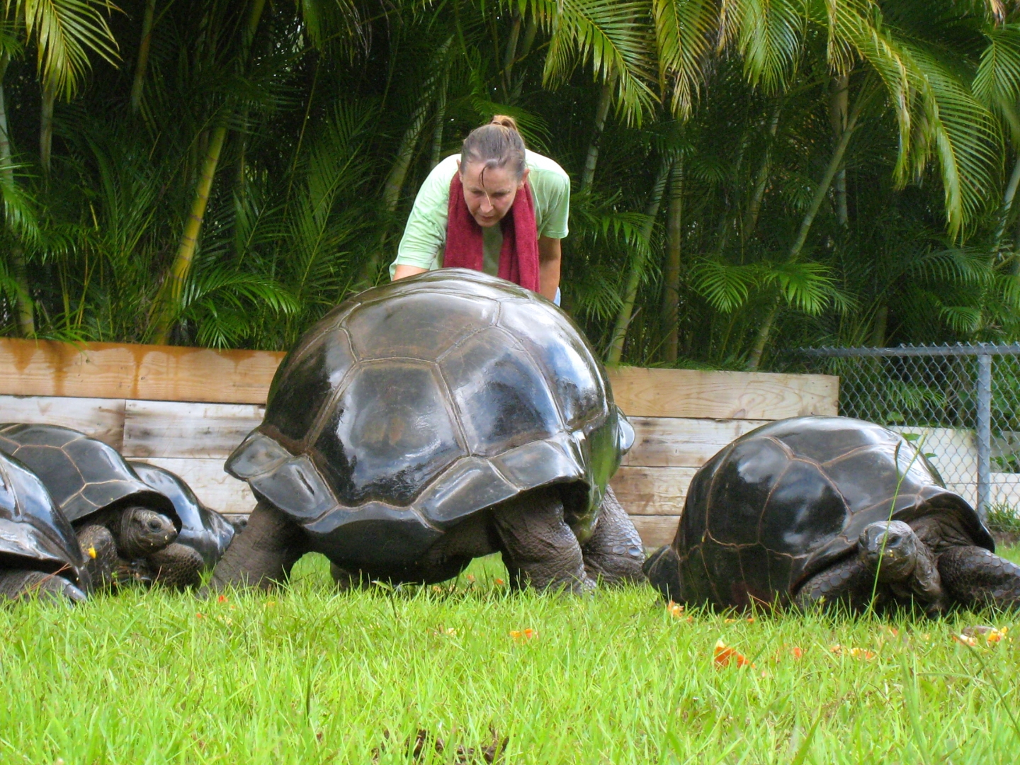 ALDABRA BREEDER
