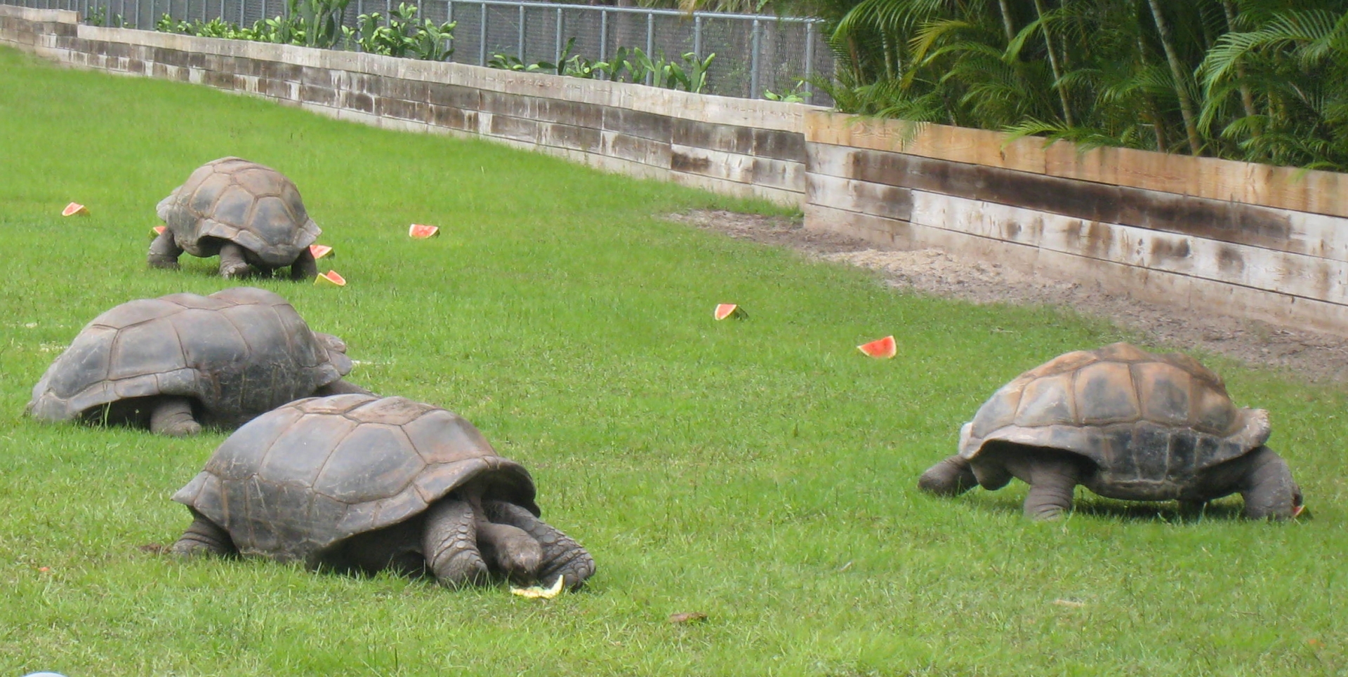 ALDABRA BREEDER