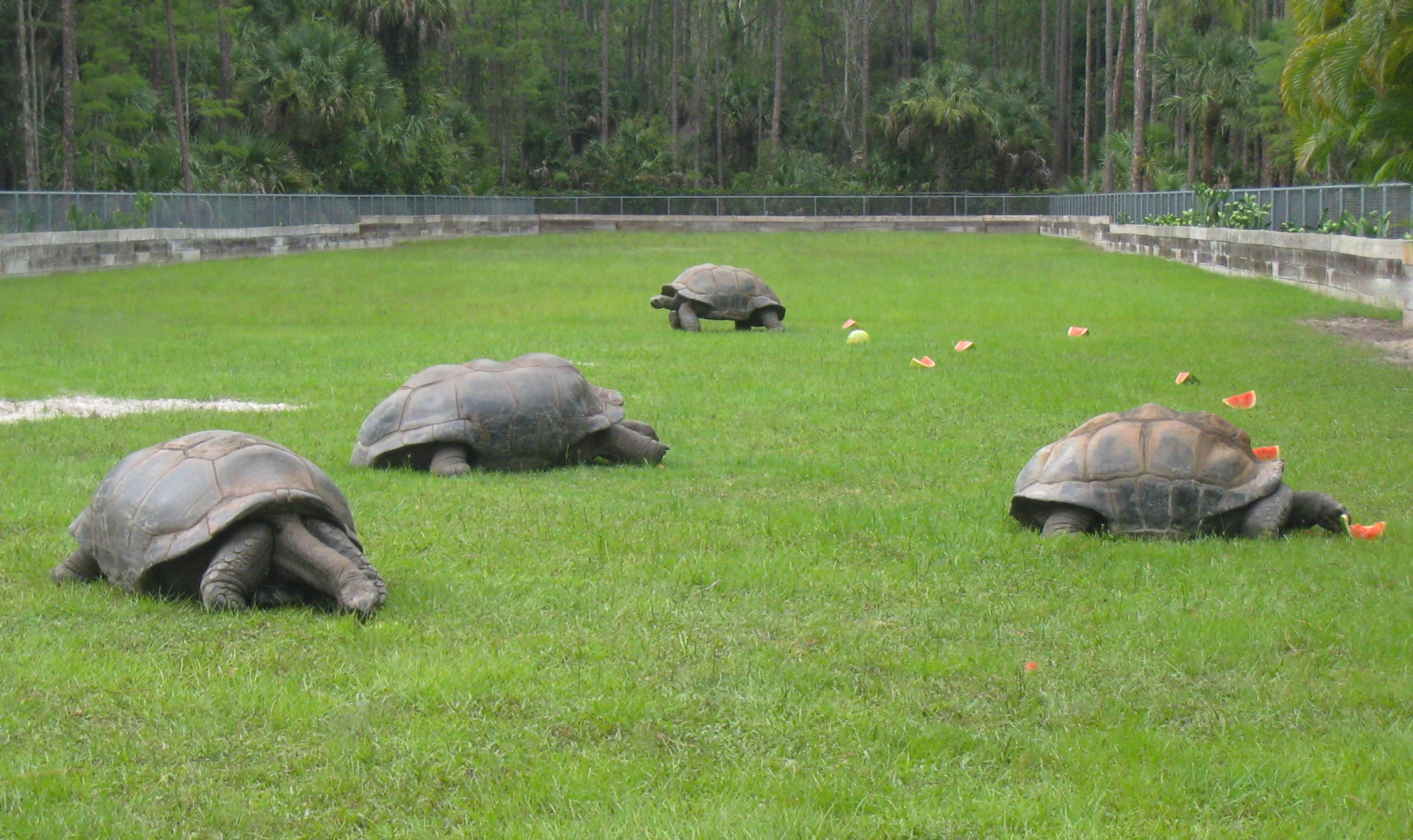 ALDABRA BREEDER