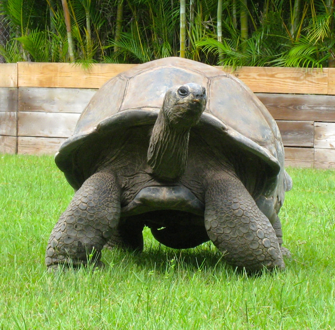 ALDABRA BREEDER