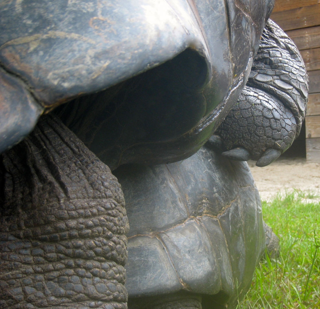 ALDABRA BREEDER