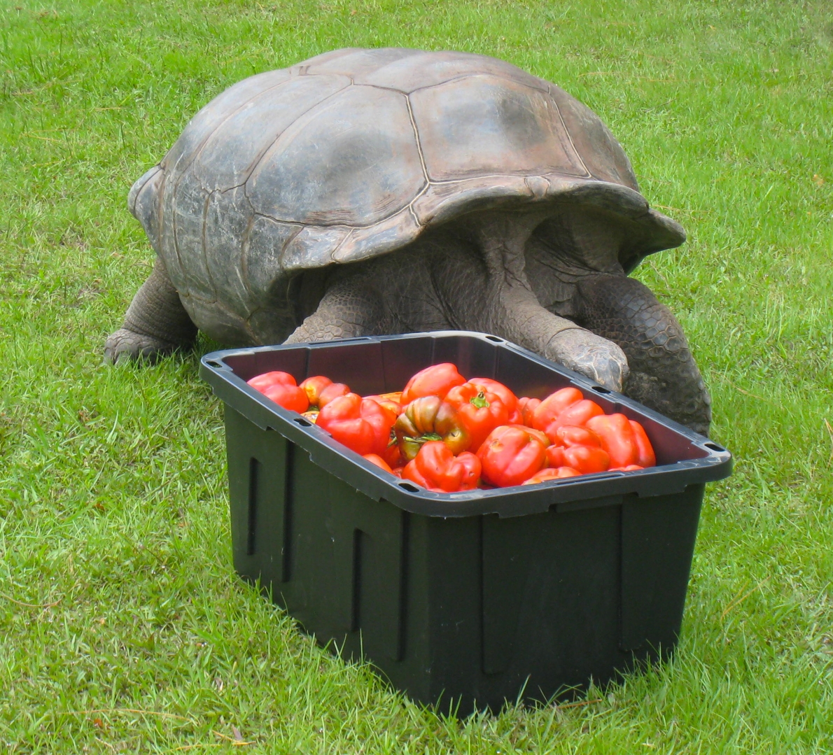 ALDABRA BREEDER