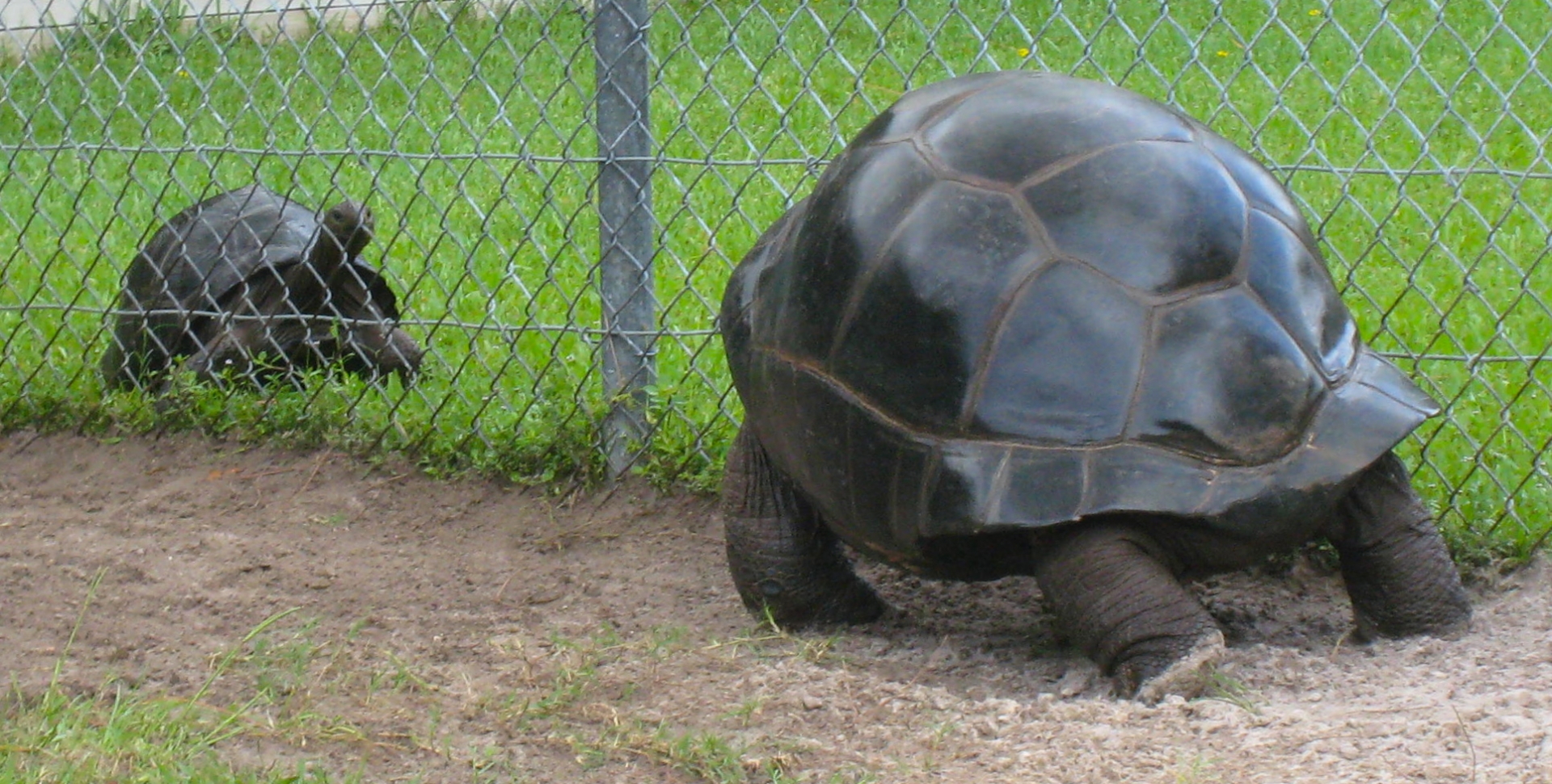 ALDABRA BREEDER